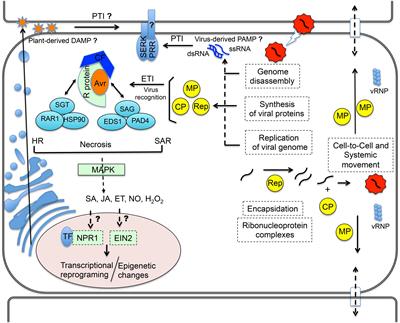 Immune Receptors and Co-receptors in Antiviral Innate Immunity in Plants